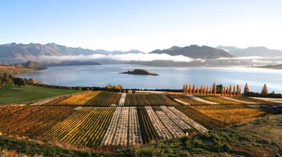 Top 5 Wineries in Wanaka Cross Hill