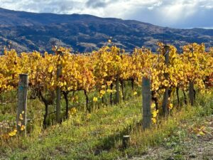 Autumn in Central Otago