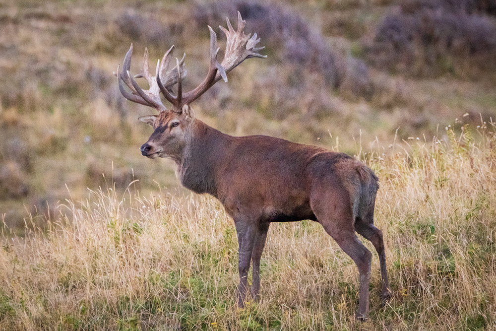 GD_22_Red Stag-18_1000